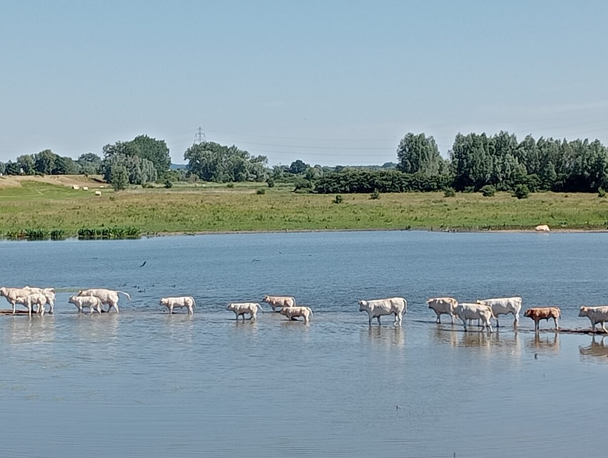 Beroep A15 ongegrond: zeer teleurgesteld