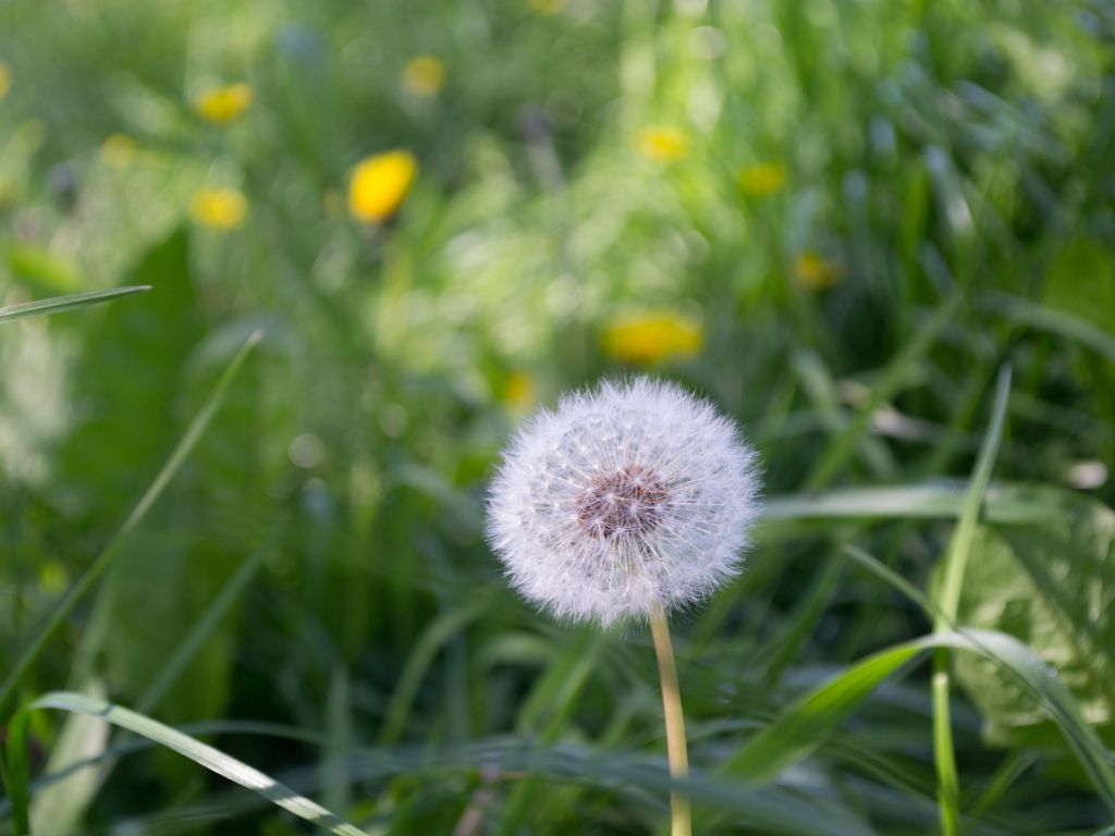 Oproep aan kabinet: kies voor gezonde samenleving waarin natuur en economie elkaar versterken